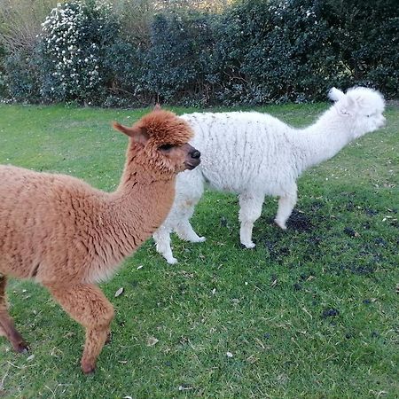 Appartamento Marocche Torbole Sul Garda Bagian luar foto